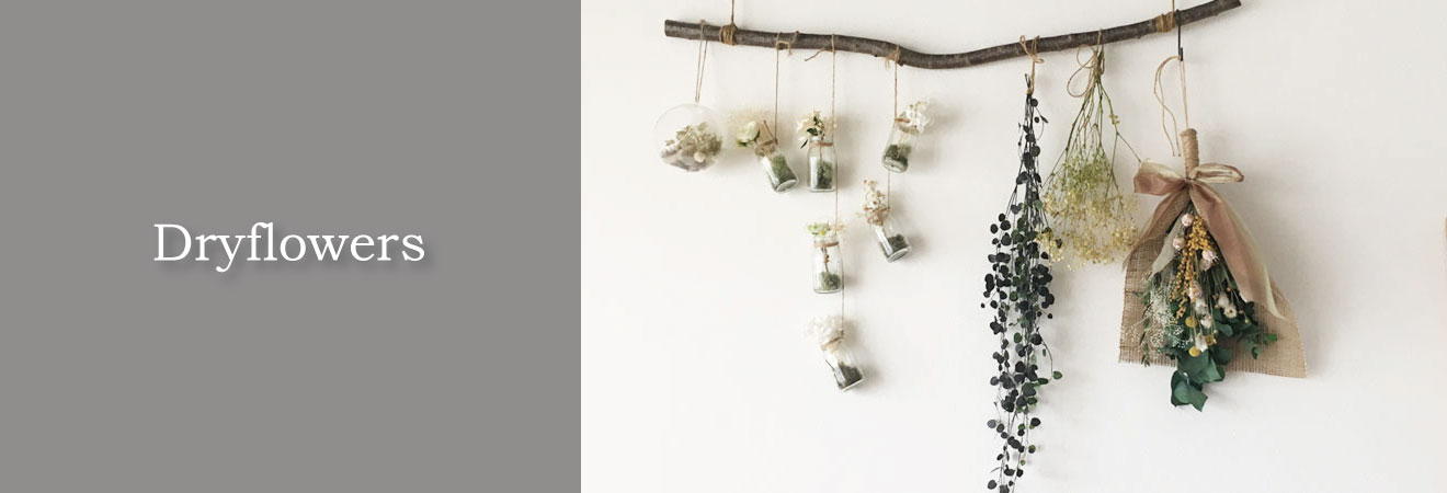 Dryflowersのイメージ画像